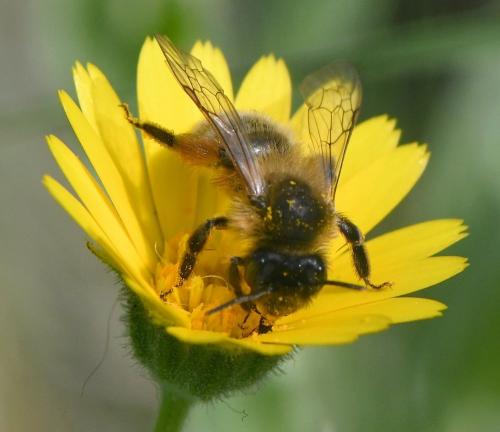 Andrena nigroaenea